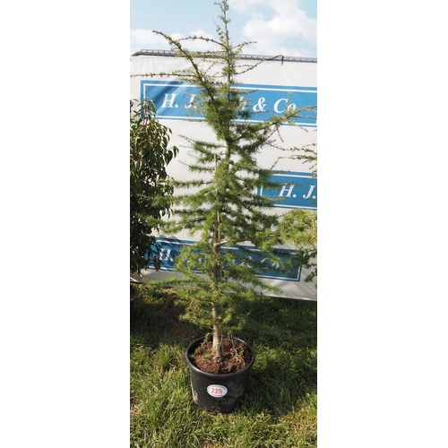 225 - Cedar 6ft - 1