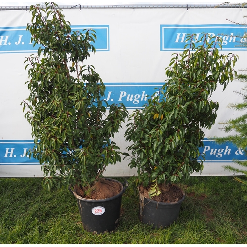 226 - Portuguese Laurel 5ft - 2