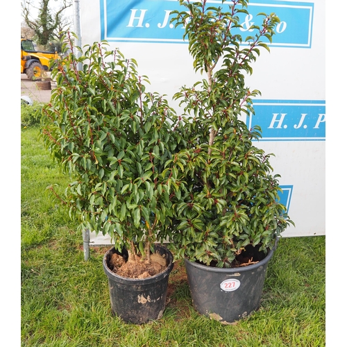 227 - Portuguese Laurel 5ft - 2