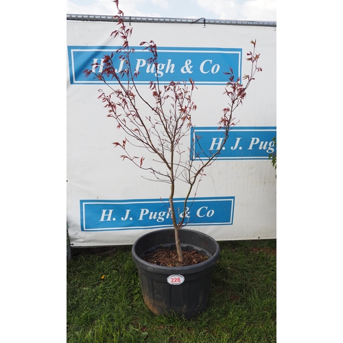 228 - Acer 6ft - 1