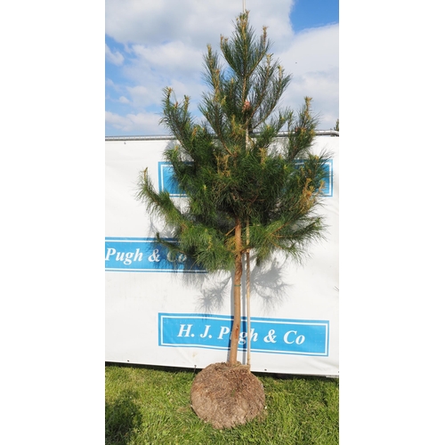 232 - Pine rootball 8ft - 1