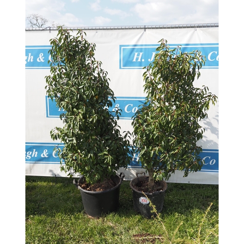 233 - Portuguese Laurel 6ft - 2