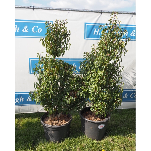 234 - Portuguese Laurel 6ft - 2