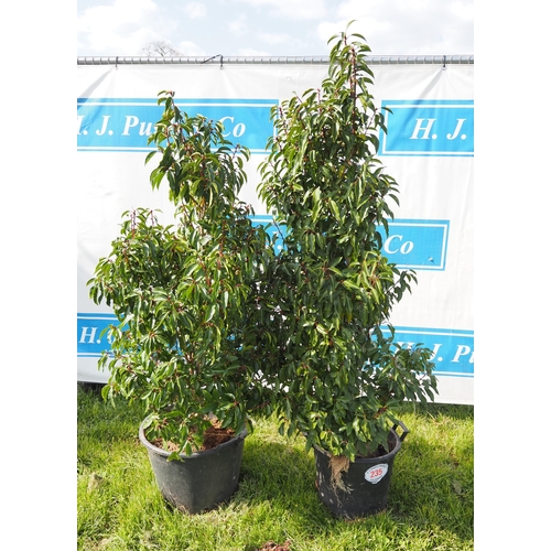 235 - Portuguese Laurel 6ft - 2