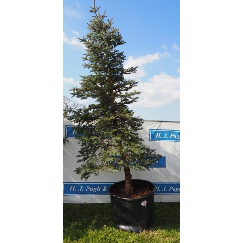 236 - Blue Spruce 14ft - 1