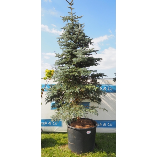 237 - Blue Spruce 14ft - 1