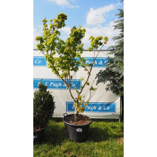 238 - Acer 8ft - 1