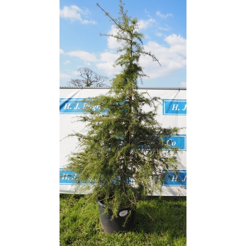 241 - Cedar 8ft - 1