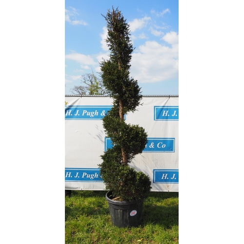 243 - Spiral Leylandii 10ft - 1