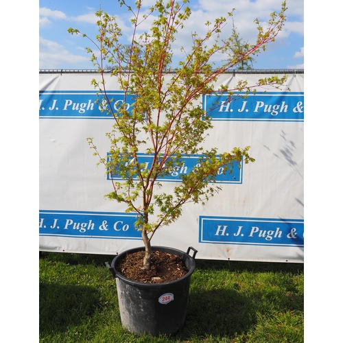 244 - Acer 8ft - 1