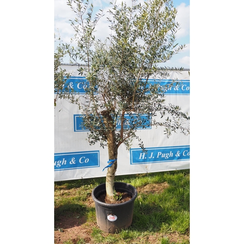 249 - Standard olive 6ft - 1