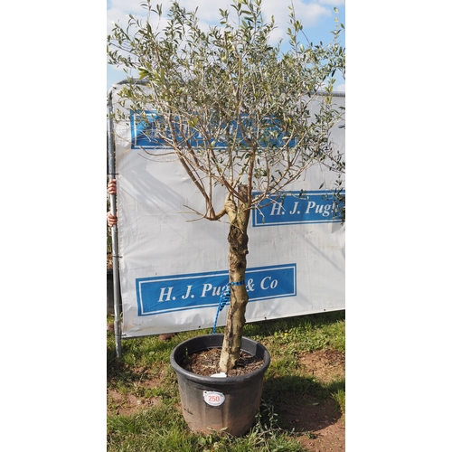 250 - Standard olive 6ft - 1