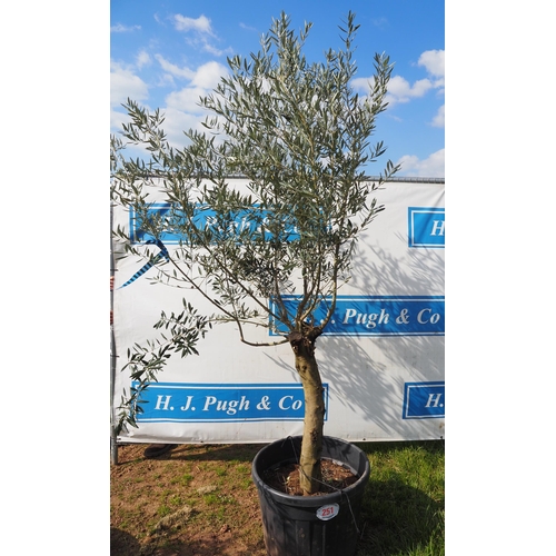 251 - Standard olive 6ft - 1