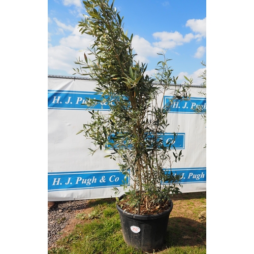 252 - Olive bush 7ft - 1