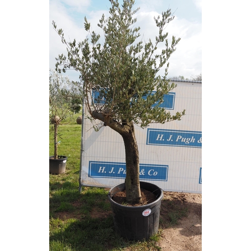 254 - Standard olive 8ft - 1