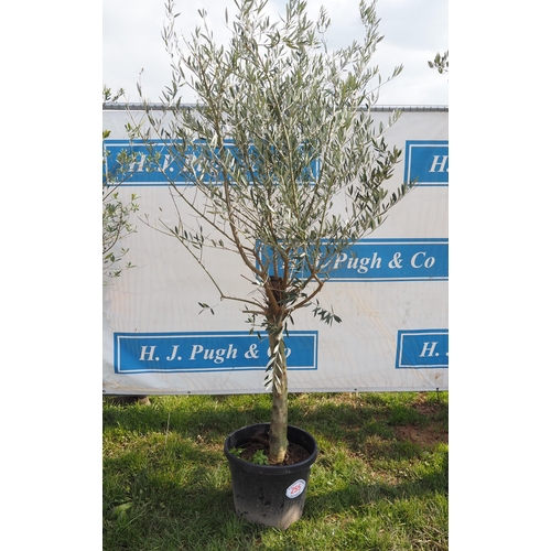 255 - Standard olive 6ft - 1