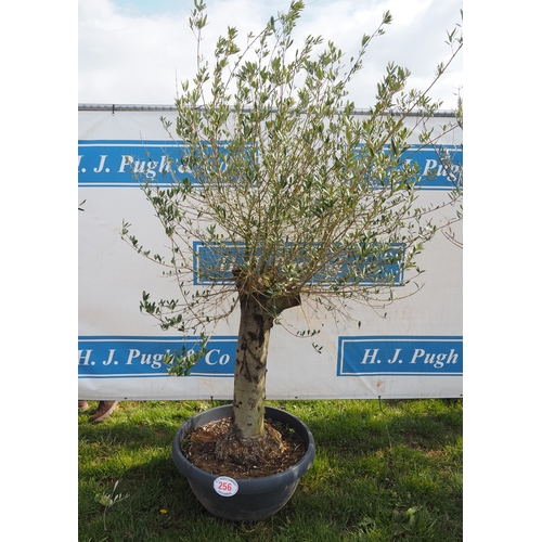 256 - Specimen olive 7ft - 1