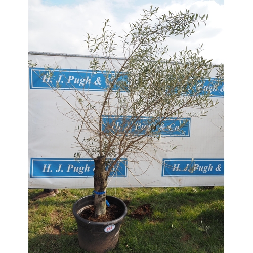 257 - Standard olive 6ft - 1