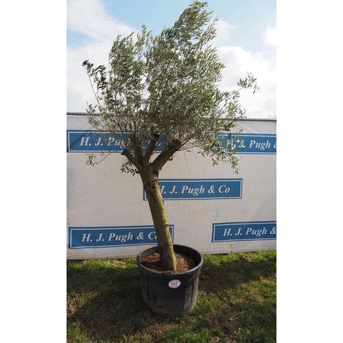 258 - Standard olive 8ft - 1