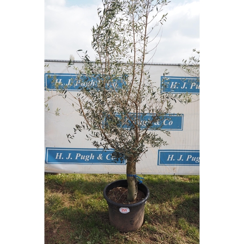 259 - Standard olive 7ft - 1