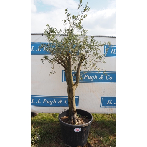 260 - Standard olive 7ft - 1