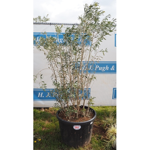 262 - Olive bush 7ft - 1