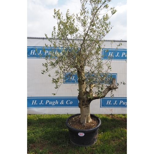 263 - Specimen olive 7ft - 1