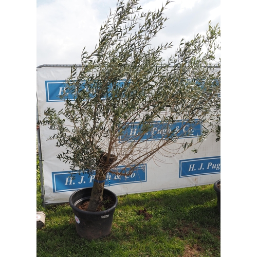 264 - Standard olive 6ft - 1