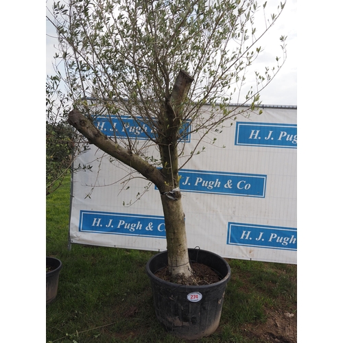 274 - Specimen olive 8ft - 1