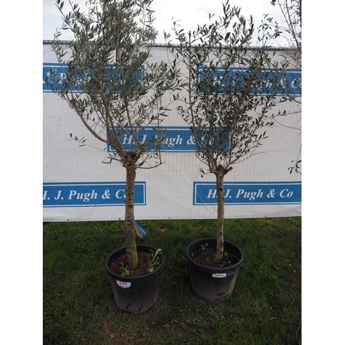 275 - Standard olives 6ft - 2