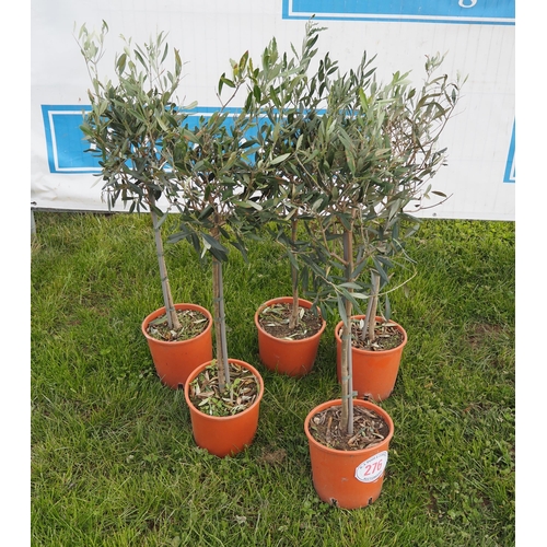 276 - Standard olives 3ft - 5