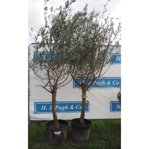 277 - Standard olives 6ft - 2