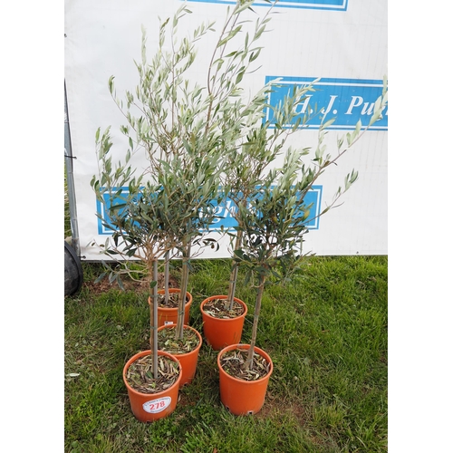 278 - Standard olives 4ft - 5