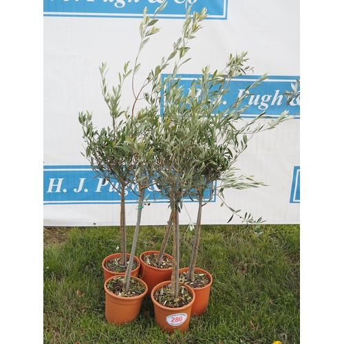 280 - Standard olives 5ft - 5