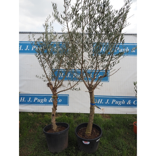 281 - Standard olives 5ft - 2