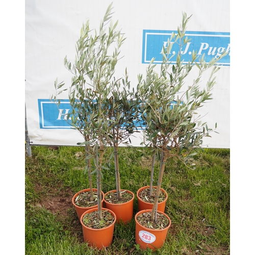 283 - Standard olives 3ft - 5