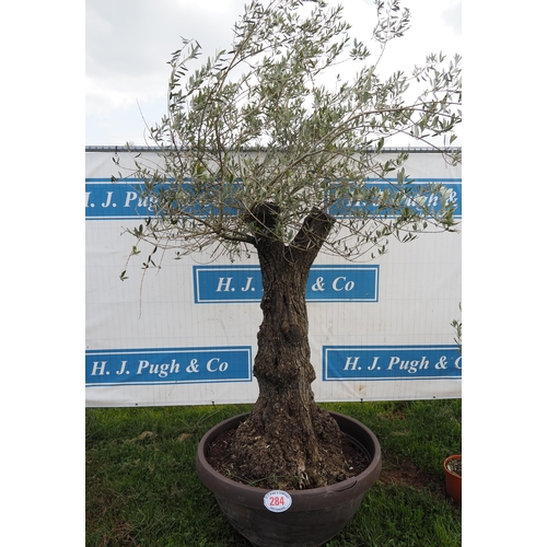 284 - Specimen olive 7ft - 1