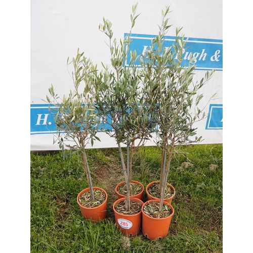 285 - Standard olives 3ft - 5