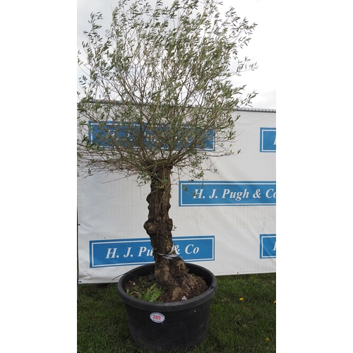 289 - Standard olive 7ft - 1