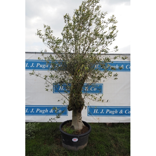 291 - Specimen olive 7ft - 1