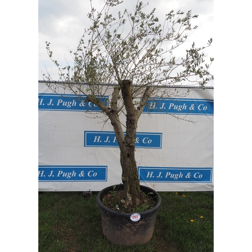 293 - Specimen olive 8ft - 1