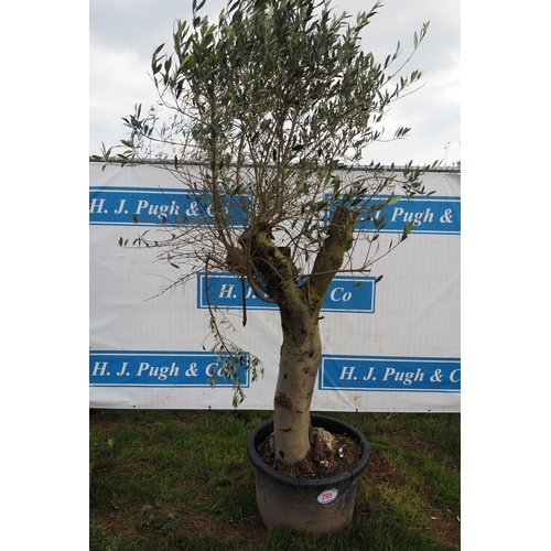 295 - Specimen olive 6ft - 1