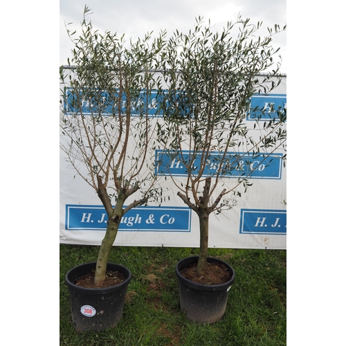 308 - Standard olives 6ft - 2