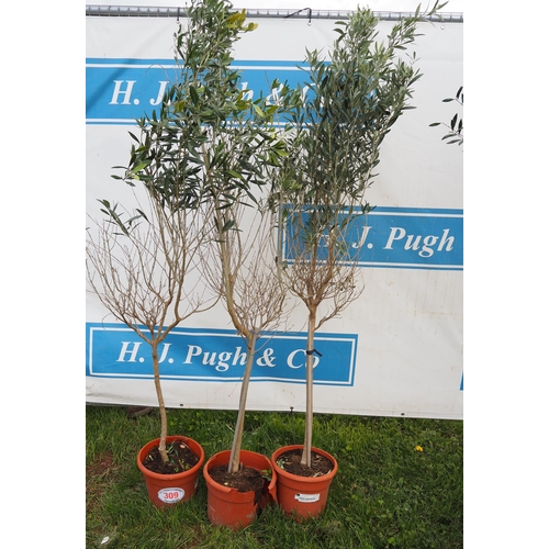 309 - Standard olives 5ft - 3