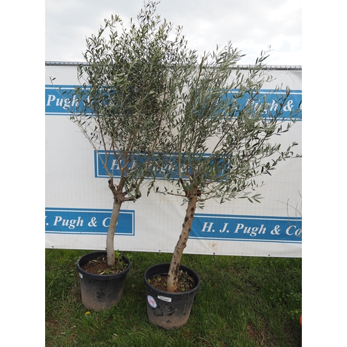 310 - Standard olives 6ft - 2