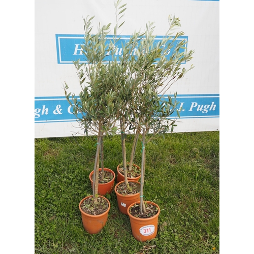 311 - Standard olives 4ft - 5