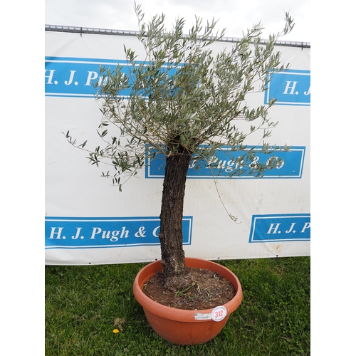 312 - Standard olive 5ft - 1