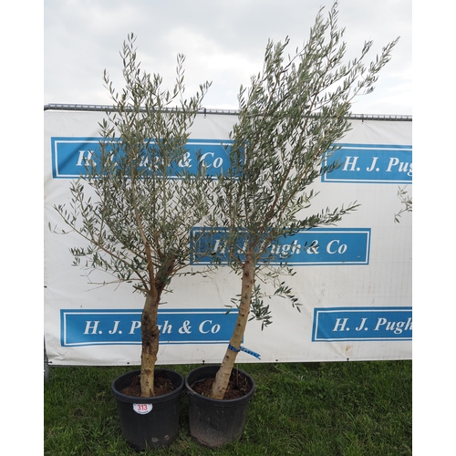 313 - Standard olives 5ft - 2