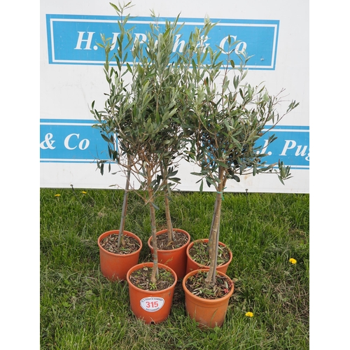 315 - Standard olives 3ft - 5