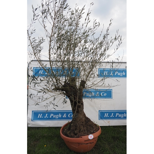 316 - Specimen olive 7ft - 1